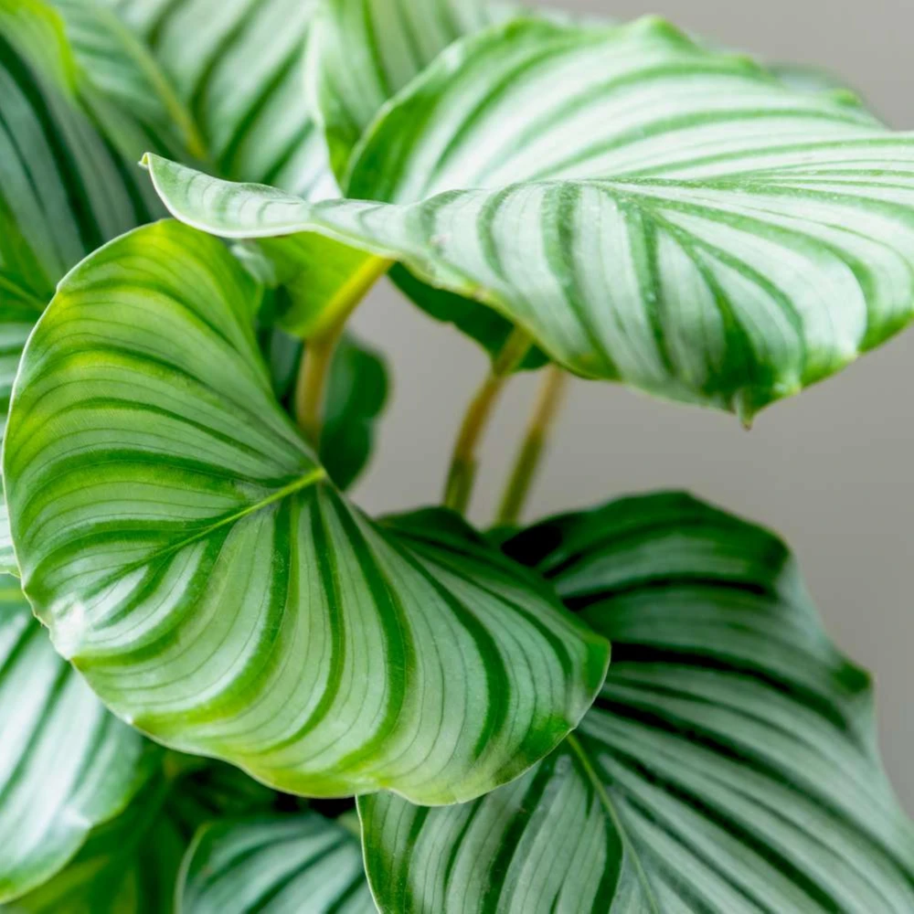 Calathea Orbifolia Seeds - Tropical Houseplant, Rare Foliage, 20 Seeds - Image 15