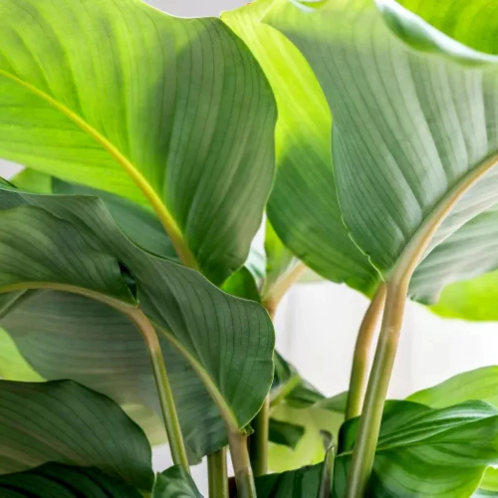Calathea Orbifolia Seeds - Tropical Houseplant, Rare Foliage, 20 Seeds - Image 2