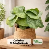 Calathea Orbifolia Seeds - Tropical Houseplant, Rare Foliage, 20 Seeds - Image 1