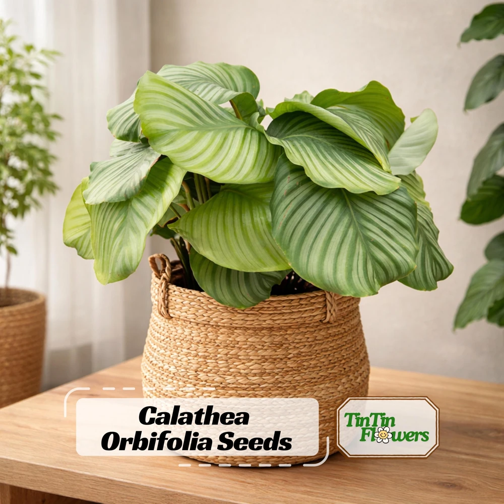 Calathea Orbifolia Seeds - Tropical Houseplant, Rare Foliage, 20 Seeds - Image 1