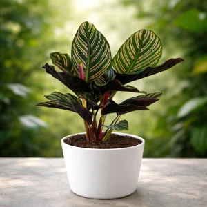 Calathea Ornata Pinstripe Plant Seeds - Tropical Indoor Houseplant - 20 Seeds - Image 10