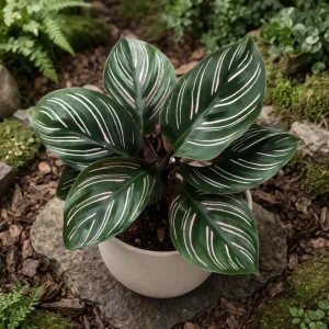 Calathea Ornata Pinstripe Plant Seeds - Tropical Indoor Houseplant - 20 Seeds - Image 11