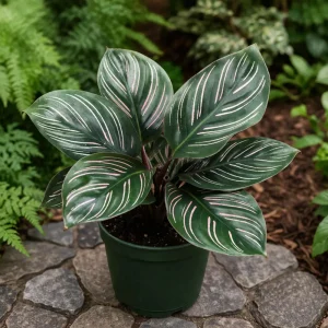 Calathea Ornata Pinstripe Plant Seeds - Tropical Indoor Houseplant - 20 Seeds - Image 12
