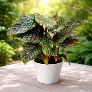 Calathea Ornata Pinstripe Plant Seeds - Tropical Indoor Houseplant - 20 Seeds - Image 13