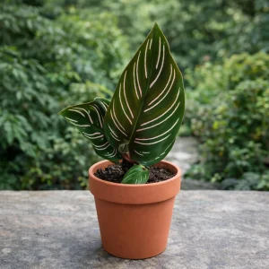 Calathea Ornata Pinstripe Plant Seeds - Tropical Indoor Houseplant - 20 Seeds - Image 4