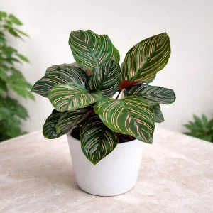 Calathea Ornata Pinstripe Plant Seeds - Tropical Indoor Houseplant - 20 Seeds - Image 5