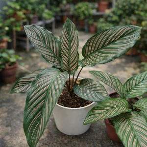 Calathea Ornata Pinstripe Plant Seeds - Tropical Indoor Houseplant - 20 Seeds - Image 6