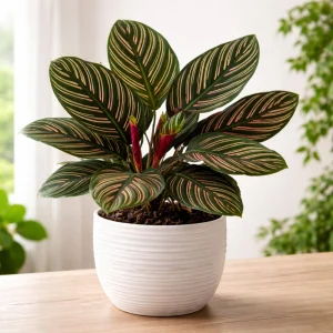 Calathea Ornata Pinstripe Plant Seeds - Tropical Indoor Houseplant - 20 Seeds - Image 7