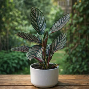 Calathea Ornata Pinstripe Plant Seeds - Tropical Indoor Houseplant - 20 Seeds - Image 9