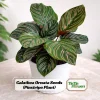 Calathea Ornata Pinstripe Plant Seeds - Tropical Indoor Houseplant - 20 Seeds - Image 1