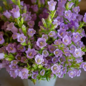 Campanula Medium Champion Lavender Seeds - Canterbury Bells - 20 Seeds - Image 10