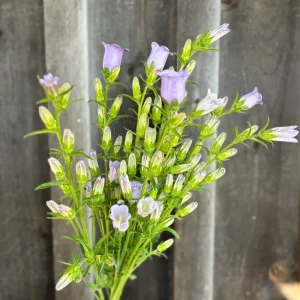 Campanula Medium Champion Lavender Seeds - Canterbury Bells - 20 Seeds - Image 11