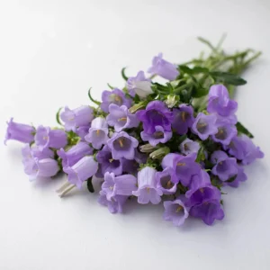 Campanula Medium Champion Lavender Seeds - Canterbury Bells - 20 Seeds - Image 12