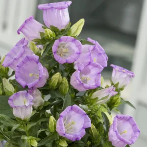 Campanula Medium Champion Lavender Seeds - Canterbury Bells - 20 Seeds - Image 13