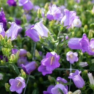 Campanula Medium Champion Lavender Seeds - Canterbury Bells - 20 Seeds - Image 14