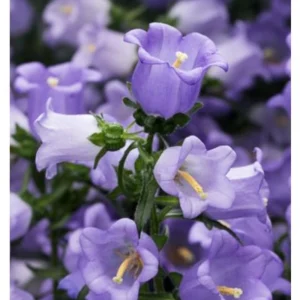 Campanula Medium Champion Lavender Seeds - Canterbury Bells - 20 Seeds - Image 15