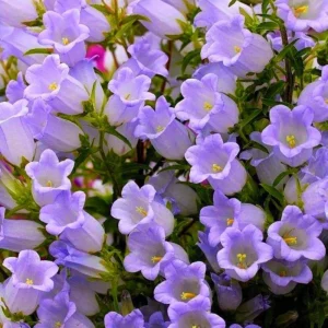 Campanula Medium Champion Lavender Seeds - Canterbury Bells - 20 Seeds - Image 2