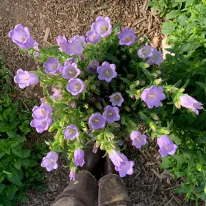Campanula Medium Champion Lavender Seeds - Canterbury Bells - 20 Seeds - Image 3