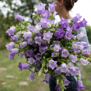 Campanula Medium Champion Lavender Seeds - Canterbury Bells - 20 Seeds - Image 4