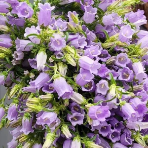 Campanula Medium Champion Lavender Seeds - Canterbury Bells - 20 Seeds - Image 5