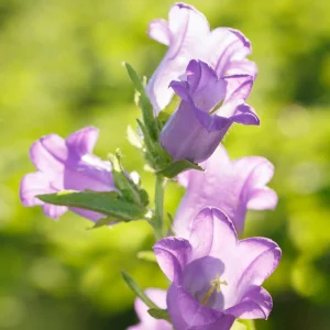 Campanula Medium Champion Lavender Seeds - Canterbury Bells - 20 Seeds - Image 6