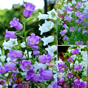 Campanula Medium Champion Lavender Seeds - Canterbury Bells - 20 Seeds - Image 7