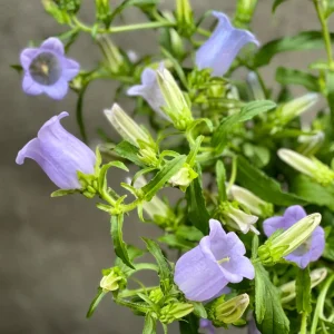 Campanula Medium Champion Lavender Seeds - Canterbury Bells - 20 Seeds - Image 8