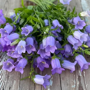 Campanula Medium Champion Lavender Seeds - Canterbury Bells - 20 Seeds - Image 9