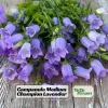 Campanula Medium Champion Lavender Seeds - Canterbury Bells - 20 Seeds - Image 1