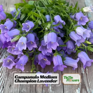 Campanula Medium Champion Lavender Seeds - Canterbury Bells - 20 Seeds - Image 1