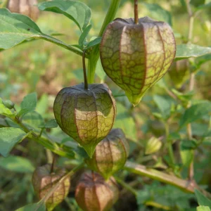 Cape Gooseberry Seeds - Physalis peruviana - Golden Berry Fruit Seeds - 20 Seeds - Image 3