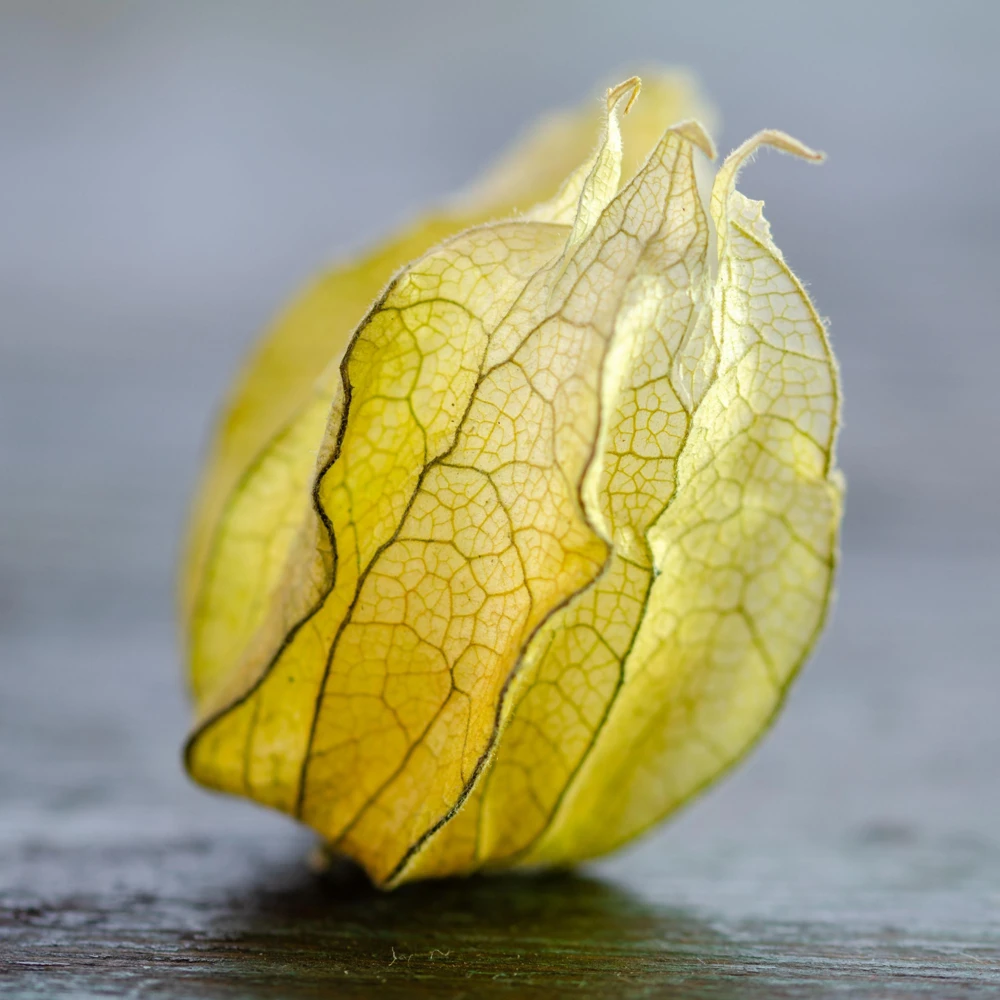 Cape Gooseberry Seeds - Physalis peruviana - Golden Berry Fruit Seeds - 20 Seeds - Image 4