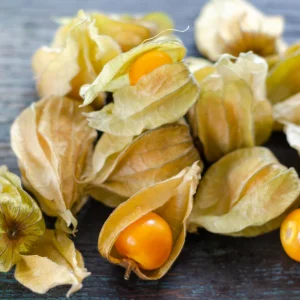 Cape Gooseberry Seeds - Physalis peruviana - Golden Berry Fruit Seeds - 20 Seeds - Image 5