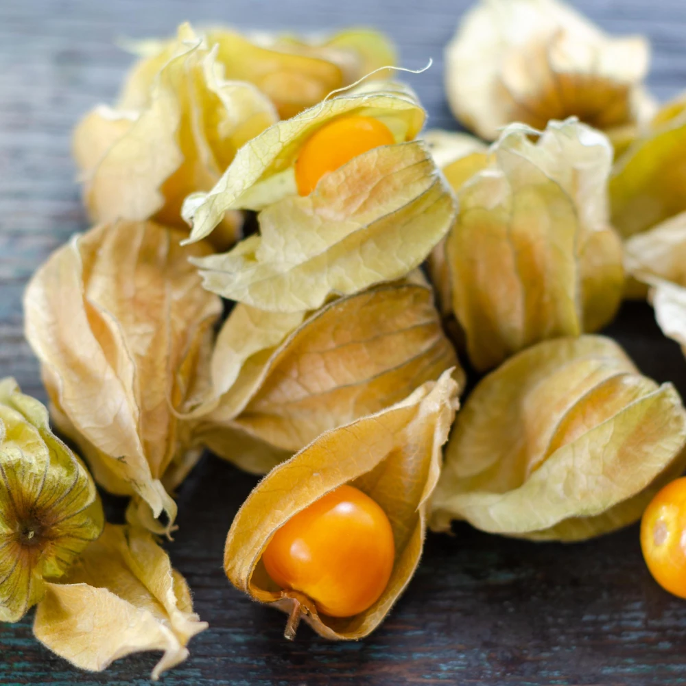 Cape Gooseberry Seeds - Physalis peruviana - Golden Berry Fruit Seeds - 20 Seeds - Image 5
