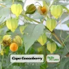 Cape Gooseberry Seeds - Physalis peruviana - Golden Berry Fruit Seeds - 20 Seeds - Image 1