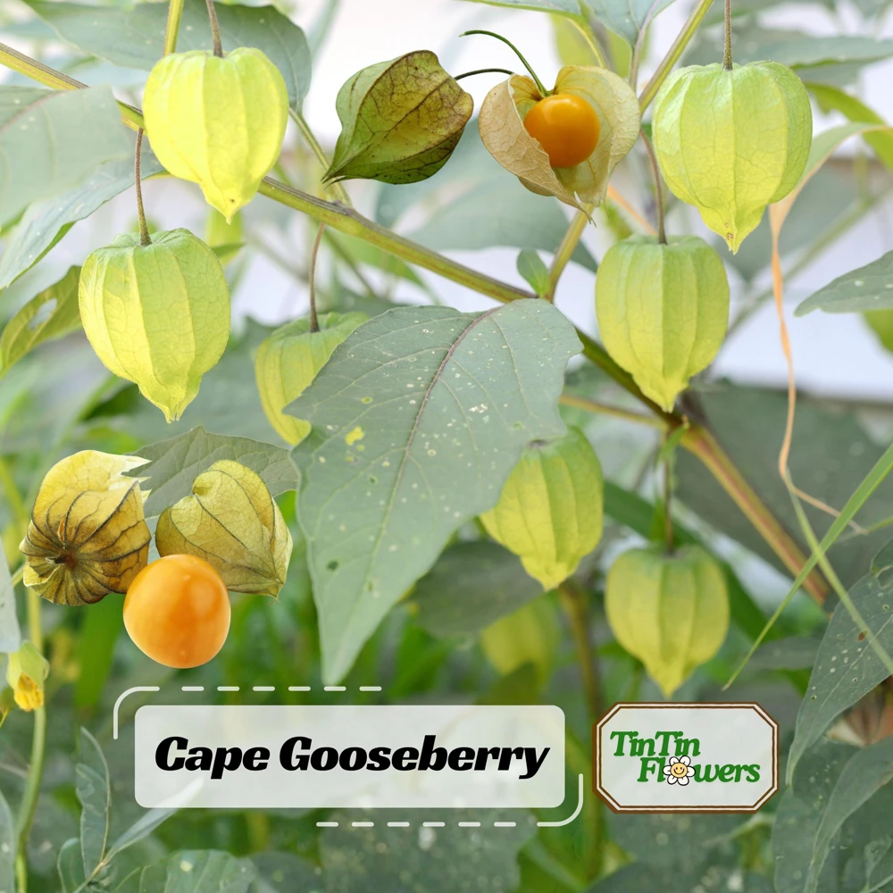 Cape Gooseberry Seeds - Physalis peruviana - Golden Berry Fruit Seeds - 20 Seeds - Image 1