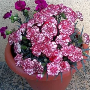 Carnation Seeds Dianthus - 30 Seeds, Cold Hardy, Drought Resistant, Colorful Garden Flowers - Image 10