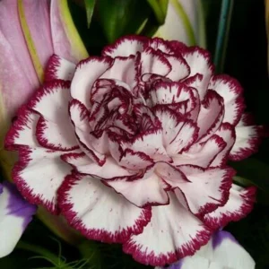 Carnation Seeds Dianthus - 30 Seeds, Cold Hardy, Drought Resistant, Colorful Garden Flowers - Image 11