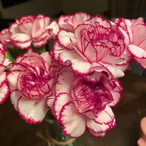 Carnation Seeds Dianthus - 30 Seeds, Cold Hardy, Drought Resistant, Colorful Garden Flowers - Image 12