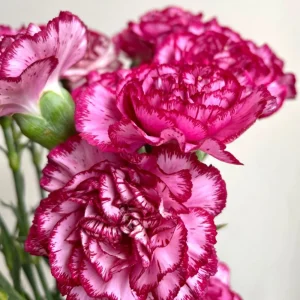 Carnation Seeds Dianthus - 30 Seeds, Cold Hardy, Drought Resistant, Colorful Garden Flowers - Image 13