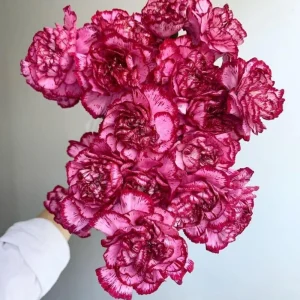 Carnation Seeds Dianthus - 30 Seeds, Cold Hardy, Drought Resistant, Colorful Garden Flowers - Image 14