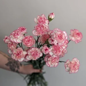 Carnation Seeds Dianthus - 30 Seeds, Cold Hardy, Drought Resistant, Colorful Garden Flowers - Image 15