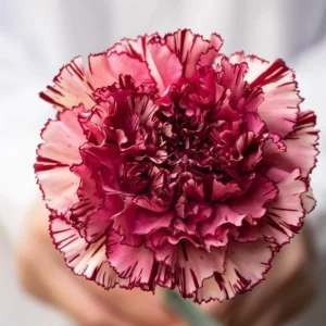 Carnation Seeds Dianthus - 30 Seeds, Cold Hardy, Drought Resistant, Colorful Garden Flowers - Image 16