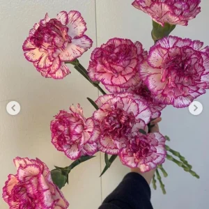 Carnation Seeds Dianthus - 30 Seeds, Cold Hardy, Drought Resistant, Colorful Garden Flowers - Image 2