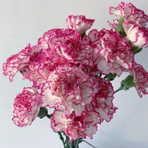 Carnation Seeds Dianthus - 30 Seeds, Cold Hardy, Drought Resistant, Colorful Garden Flowers - Image 3
