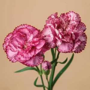 Carnation Seeds Dianthus - 30 Seeds, Cold Hardy, Drought Resistant, Colorful Garden Flowers - Image 4