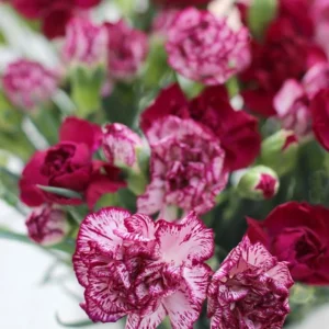 Carnation Seeds Dianthus - 30 Seeds, Cold Hardy, Drought Resistant, Colorful Garden Flowers - Image 5