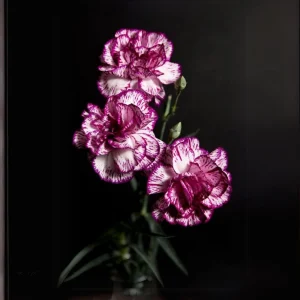Carnation Seeds Dianthus - 30 Seeds, Cold Hardy, Drought Resistant, Colorful Garden Flowers - Image 6