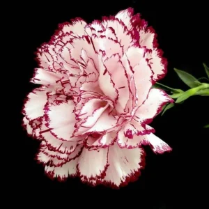 Carnation Seeds Dianthus - 30 Seeds, Cold Hardy, Drought Resistant, Colorful Garden Flowers - Image 7