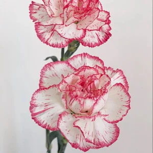 Carnation Seeds Dianthus - 30 Seeds, Cold Hardy, Drought Resistant, Colorful Garden Flowers - Image 8